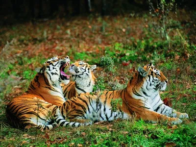 Хищный, умный, полосатый: 11 фактов о тиграх - Телеканал «О!»