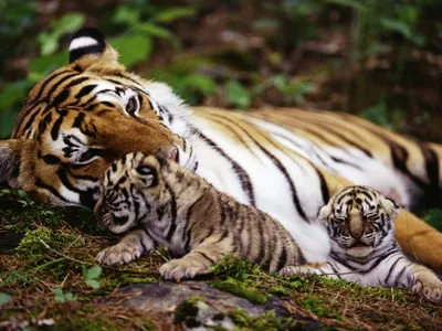 Семейство тигров в красивом лесу на…» — создано в Шедевруме