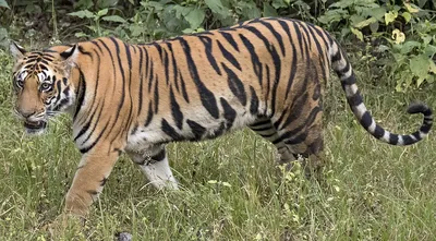 Суперспособности\": семейство с пятью амурскими тигрятами впервые в мире  попало на видео - 02.09.2022, Sputnik Грузия