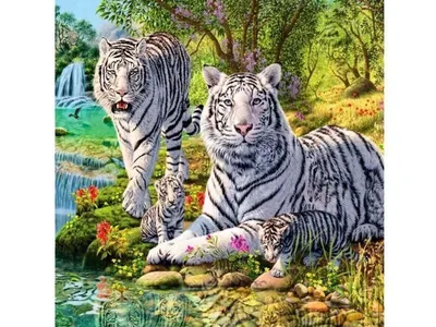 Тигры. Семейство кошачьи. | НАУЧный КОНспект | Дзен