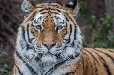 В Приморье фотоловушка запечатлела игры семейства тигров