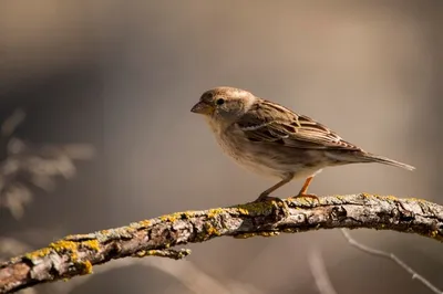 Passer hispaniolensis — мавританский воробей — вид воробьиных птиц семейства  воробьиных. | Премиум Фото