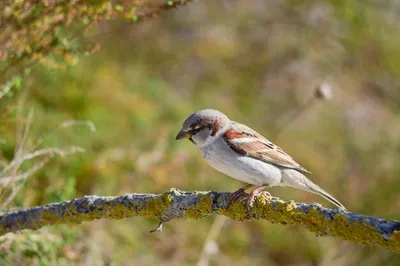 Passer hispaniolensis — мавританский воробей — вид воробьиных птиц семейства  воробьиных. | Премиум Фото