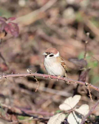 Банановый Орех Вид Воробьиных Птиц Из Семейства Танагеров Thraupidae —  стоковые фотографии и другие картинки Банановый певун - iStock