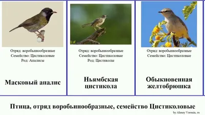 Passer hispaniolensis — мавританский воробей — вид воробьиных птиц семейства  воробьиных. | Премиум Фото