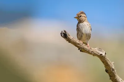 Passer hispaniolensis — мавританский воробей — вид воробьиных птиц семейства  воробьиных. | Премиум Фото