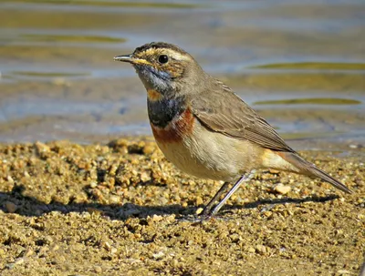 Coccothraustes Coccothraustes Или Grosbeak Вид Воробьиных Птиц Из Семейства  Fringillidae — стоковые фотографии и другие картинки Grosbeak - iStock