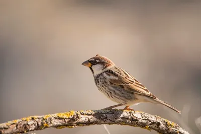 Sylvia Melanocephala Или Сардинская Камышевка Вид Воробьиных Птиц Из  Семейства Sylviidae — стоковые фотографии и другие картинки Биология -  iStock