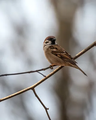 Passer hispaniolensis — мавританский воробей — вид воробьиных птиц семейства  воробьиных. | Премиум Фото