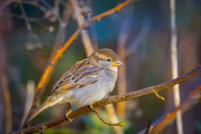 Птица, отряд воробьинообразные, семейство воробьиные воробей каменный birds  снежный вьюрок Рыжий - YouTube