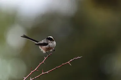 Passer hispaniolensis — мавританский воробей — вид воробьиных птиц семейства  воробьиных. | Премиум Фото