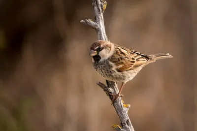 Aegithalos caudatus — вид воробьиных птиц семейства эгиталид. | Премиум Фото