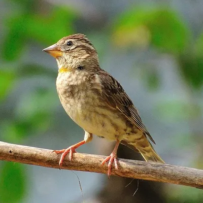 Passer domesticus — домашний воробей — вид воробьиных птиц семейства  воробьиных. | Премиум Фото