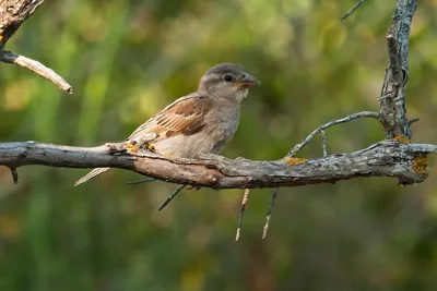 Passer domesticus — домашний воробей — вид воробьиных птиц семейства  воробьиных. | Премиум Фото