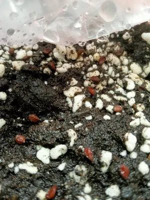 Ананас - выращивание из семян. Укоренение розетки. | Светлана Шунина | Дзен