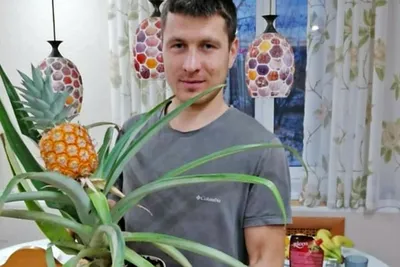 Купить мюсли Food-2be-Good ананас-семена кунжута, 300 г, цены в Москве на  Мегамаркет | Артикул: 100029809453