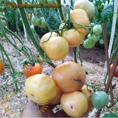 Купить Семена томата Синий Ананас (Ananas Bleue) с доставкой