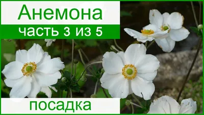 Анемона (Ветреница) пучковая или Нарциссоцветковая (Anemone  fasciculata/narcissiflora)