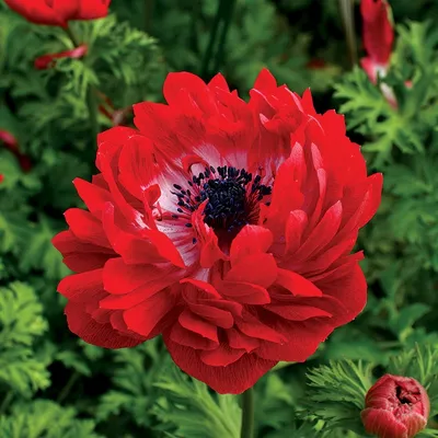 Купить анемона корончатая де каен (anemone coronaria de caen mixed), смесь  7 шт по цене 210 руб. в интернет магазине \"Первые Семена\"