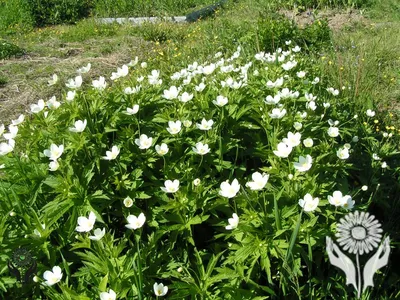 Анемона японская Маргарет (Anemone hybrida Margarete) — Питомник Летний сад