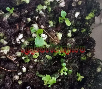 Plowmanii антуриума или семена антуриума красные Стоковое Изображение -  изображение насчитывающей буш, органическо: 152877585
