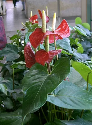 Plowmanii антуриума или семена антуриума красные Стоковое Изображение -  изображение насчитывающей редко, органическо: 152877705