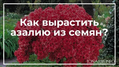 Грунт для азалий 2,5л Нов-Агро купить в интернет-магазине RemontDoma