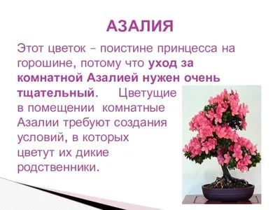 Удобрение для голубики, азалии 1 кг минеральное комплексное, Професійне  добриво - купить недорого интернет магазин с доставкой по Украине |Sezon