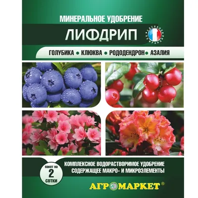 Как выращивать и ухаживать за азалией садовой | GreenMarket