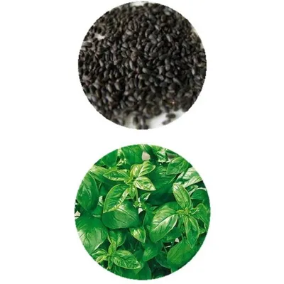 Базилик семена (Basil Seeds), Золото Индии, 150г/1кг