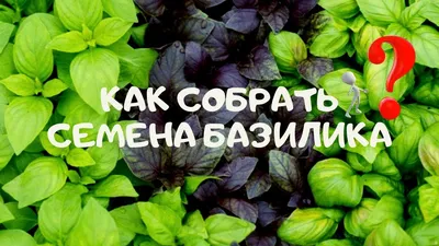Базилик Жиголо (Гавриш) - купить семена из России оптом - АГРООПТ
