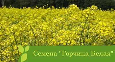 Купить Семена Горчицы Белой - Бесплатная доставка