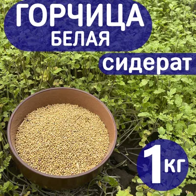 Горчица белая семена 100г (ID#1303313751), цена: 24.90 ₴, купить на Prom.ua
