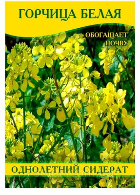 Семена горчицы белой Украина сидерат, 20 кг купить в \"Пром-Агро\" Украина