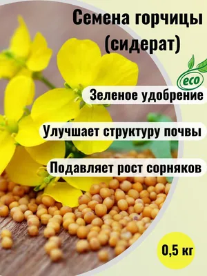 Купить Горчица семена белые оптом в ООО «ИВА».