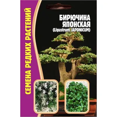 Семена Бирючина Японская Бонсай, 12 сем. купить