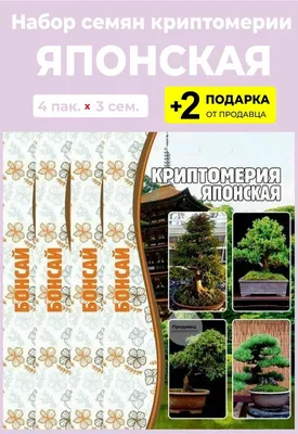 Японский клен, семена бонсай, 10 штук купить по цене 350 ₽ в  интернет-магазине KazanExpress