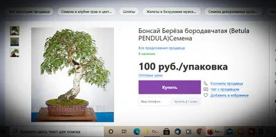 Голубая ель Семена бонсай 10 шт | AliExpress