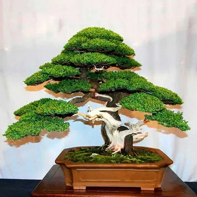 Семена бонсай это миф или реальность? Береза бонсай. Bonsai from Seed -  YouTube