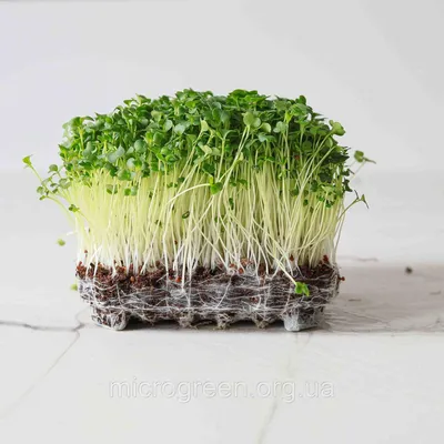 Купить Семена «Поиск» Микрозелень капуста брокколи (682627) в  интернет-магазине АШАН в Москве и России