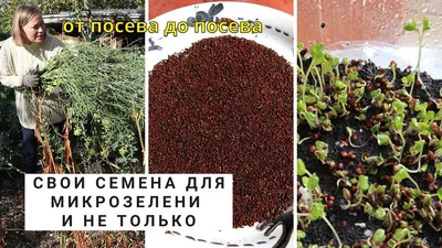 Семена капуста брокколи Тонус, раннеспелый сорт купить по цене 55 ₽ в  интернет-магазине KazanExpress