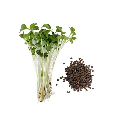 Семена брокколи сорт Корато, 100 г - купить по цене 516.0000 руб.