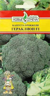 Семена Брокколи Калабрезе 500 гр - весовые семена для выращивания  микрозелени и проращивания в домашних условиях - купить с доставкой по  выгодным ценам в интернет-магазине OZON (507386448)