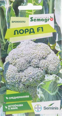 Капуста Грин Мэджик F1 (Sakata) - купить семена из Японии оптом - АГРООПТ