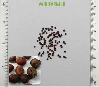 Brassica oleracea - Брокколи семена - Wikifarmer