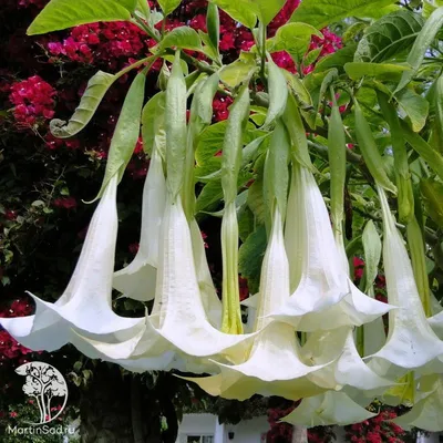 Brugmansia Бругмансия - YouTube