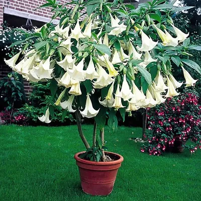 Дурман белый или Datura arborea – Telegraph