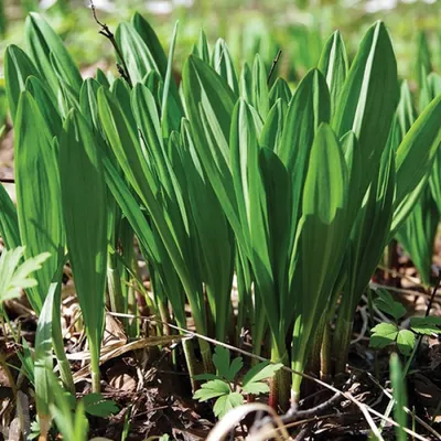 Семена зелени Черемша купить в Украине | Веснодар