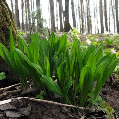 Семена черемши / Allium ursinum, ТМ OGOROD - 1000 грамм купить недорого в  интернет-магазине семян OGOROD.ua