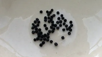 Сею семена лука черемши на рассаду - YouTube